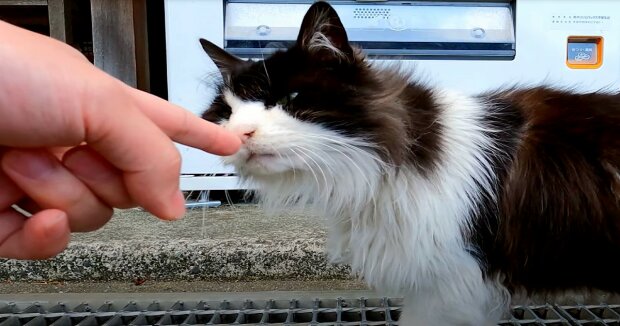 Zehn Jahre nachdem ihre geliebte Katze verschwunden ist, bekam die Familie einen erfreulichen Anruf