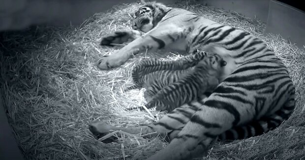 Zwei der seltensten Tigerjungen wurden im Zoo geboren: Nur noch 350 Tiger leben in freier Wildbahn