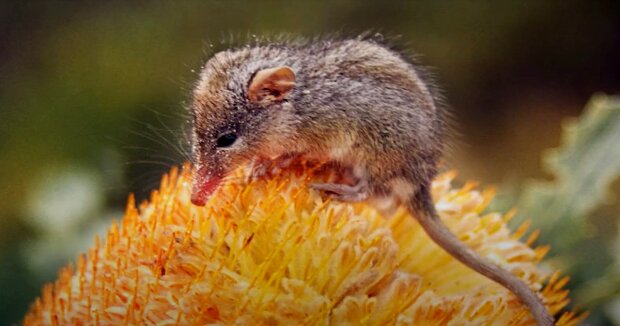 In freier Wildbahn wurde ein kleines Wesen entdeckt, das wie eine Maus aussieht und sich wie ein Kolibri verhält