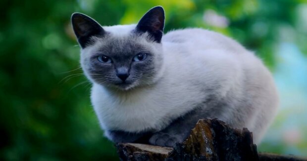 Experten sagten, welche Rassen von Hauskatzen als die klügsten der Welt gelten