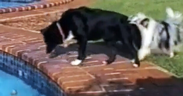 Teamwork: Zwei Hunde standen vor der schwierigen Aufgabe, einen Ball aus einem Schwimmbecken zu holen