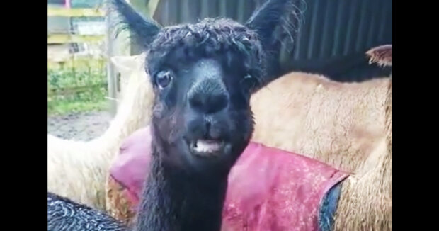 Alpakas und Lamas genießen ein Weihnachtsessen: viele Weihnachtsbäume wurden auf den Bauernhof geliefert