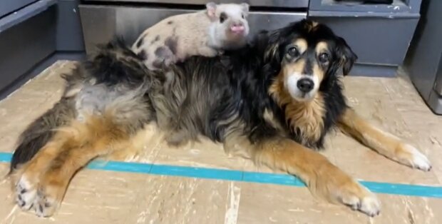 Gemeinsam rund um die Uhr: Ein Tierheimhund verbringt seine ganze Zeit mit seinem Schweinchen