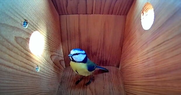Im Vogelhaus wurde eine Kamera installiert, um zu beobachten, wie der Vogel ein Nest baut: der Vorgang dauerte 45 Tage