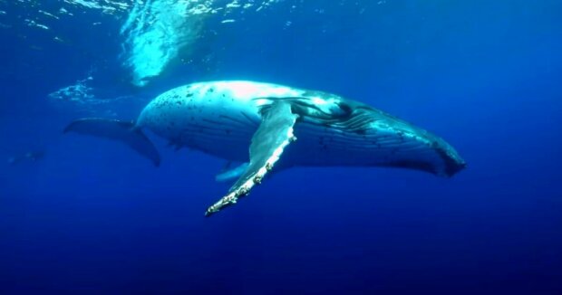 Im Meer wurde ein 17 Meter langer Wal mit Skoliose bemerkt: Experten untersuchen, wie es dazu kommen konnte