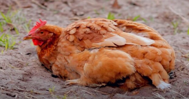 Das Haushuhn wurde vom Guinness-Buch der Rekorde als ältestes lebendes Huhn der Welt anerkannt: Das Alter des Vogels beträgt fast 21 Jahre