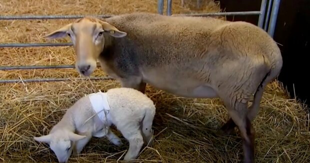 Baby bekam zweite Chance auf Leben: Ein sechsbeiniges Lamm wurde auf einem Bauernhof in Deutschland geboren