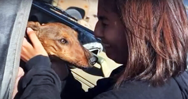 Sechs Tage lang irrte der Hund allein durch die Wüste, nachdem er aus einem Flugzeug gefallen war