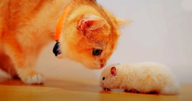 Der Hamster reagierte komisch auf das Gähnen der Katze: ein lustiger Moment wurde mit der Kamera festgehalten