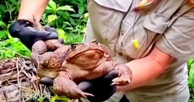 In Australien haben Ranger eine massive 2,7 kg schwere Kröte gefunden, die die größte aller Zeiten sein könnte