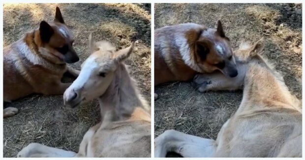 Der Hund kümmert sich um das verwaiste Fohlen, damit es sich nicht einsam fühlt