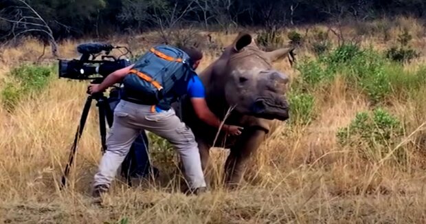 Ein Nashorn näherte sich dem Wildtierfotografen und bat um einen ungewöhnlichen Gefallen