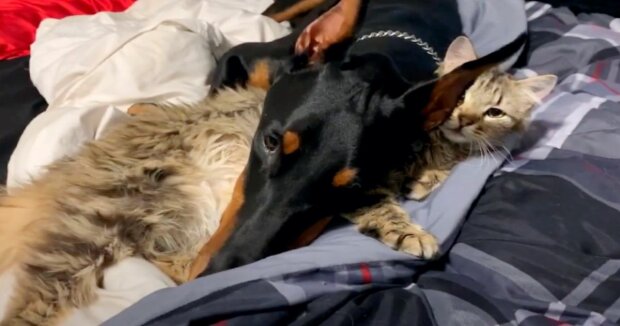 Kleine Katze hat einen Dobermann aufgezogen: Der riesige Hund hält sie für seine Mutter