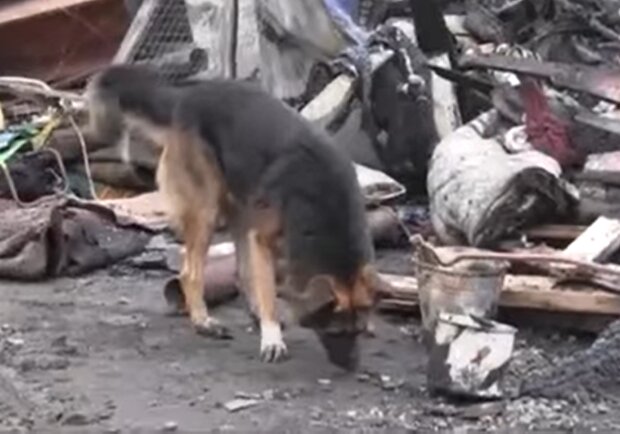 Ein Hund blickte auf das Feuer und hoffte auf ein Wunder. Einen Monat lang kehrte das Tier in die Brandstätte zurück, um seinen Besitzer zu treffen