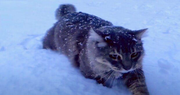 Bergsteiger haben auf dem Berg mitten im Schnee eine Katze gesehen: Wie sich herausstellte, war sie bereits zum dritten Mal auf dem Gipfel