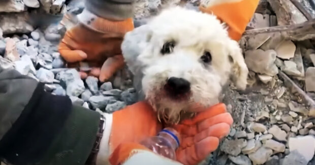 Baby wartete geduldig auf Hilfe: Retter in der Türkei finden kleinen Hund