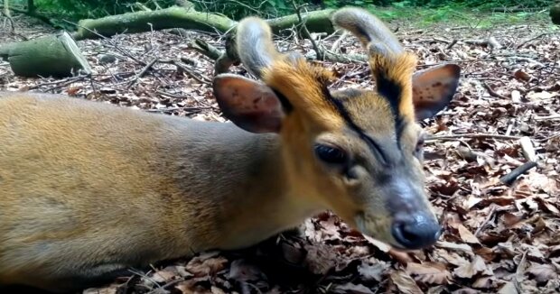 Menschen sind im Wald auf ein ungewöhnliches Reh gestoßen, das wie ein Hund bellt und Löcher im Kopf hat