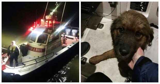 Hund entlief seiner Besitzerin in der Nähe einer Tierhandlung und sprang in den Fluss: Frau suchte drei Tage lang nach Hund