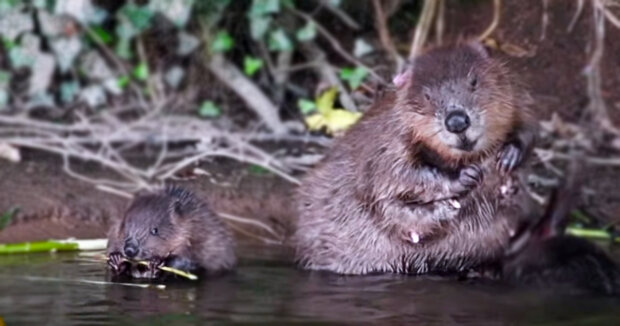 Nach 400 Jahren sind sie wieder da: Britische Tierschützer freuen sich über Biber in neuen Gebieten