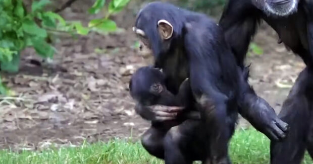 Zooangestellte können ihre Freude nicht verbergen: Der seltenste Schimpanse ist in England geboren worden