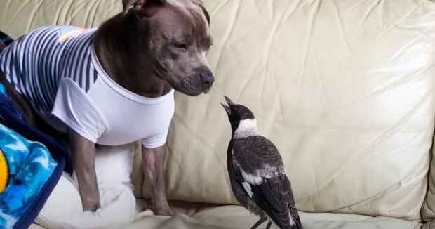 Eine Frau fand ein Küken auf der Straße, das der beste Freund ihrer Hunde wurde