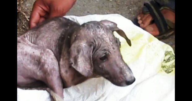 Menschen fanden einen Hund mitten auf der Straße, der sein ganzes Fell verloren hatte und wimmerte: Anwohner kontaktierten die Rettungskräfte