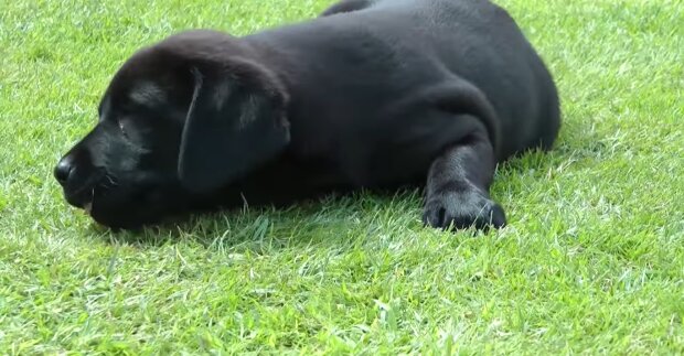 “Du bist wieder da”: Mann weinte, als er seinen Hund sah, den er vor einem Monat verloren hatte