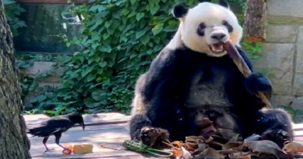 Ungewöhnliche Freunde: Ein Panda hat sich in einem chinesischen Zoo mit einer Krähe angefreundet