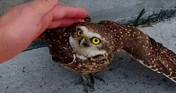 Die Frau fand eine Eule, die auf einer stark befahrenen Straße lag, und leistete ihr Erste Hilfe