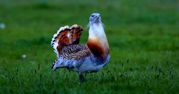 Der schwerste fliegende Vogel der Welt verwendet Pflanzen, um sich selbst zu heilen