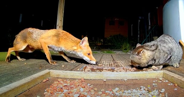 Der Mann beobachtet 8 Monate lang einen Fuchs in seinem Garten und macht interessante Aufnahmen