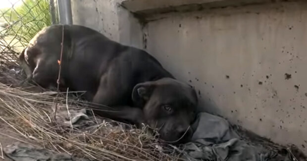 Menschen fanden einen erschöpften Hund in einem Käfig und teilten Monate später Aufnahmen von ihm