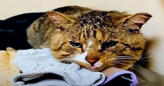 Ein besonderer Kater wartet schon lange darauf, vom Tierheim abgeholt zu werden