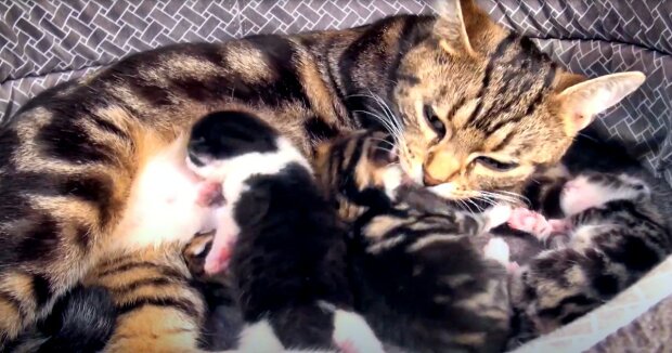 Die Katze adoptierte 14 neugeborene Kätzchen als ihre eigenen