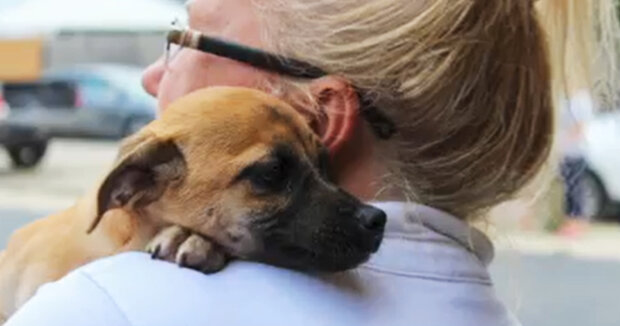 Joey hat mehr als 500 Tage im Tierheim verbracht: Der glückliche Hund traf seine Besitzer und verabschiedete sich von den Tierheimmitarbeitern