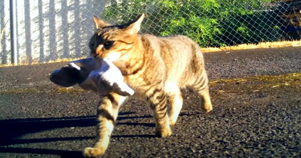 Seit mehr als vier Jahren schenkt die Katze ihrer Halterin die Handschuhe der Nachbarn