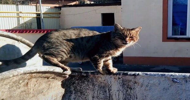 Hungrige Katze mit erfrorenen Ohren kam zu Menschen in der Hoffnung, Hilfe zu bekommen