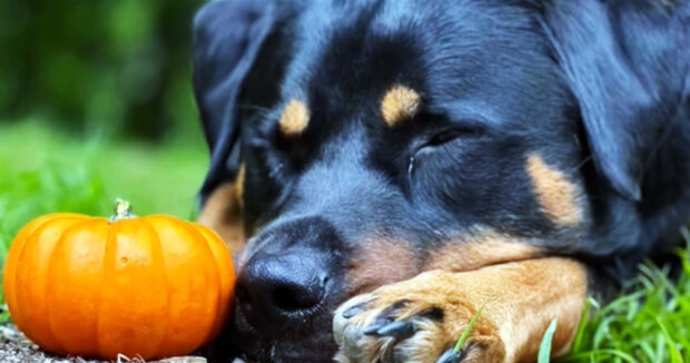 Freude des Herbstes: Ein Hund hat seinen “besten Freund” gefunden