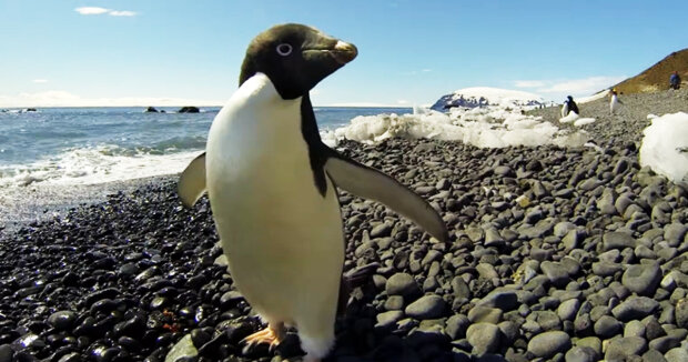 Neugierige Pinguine und Seelöwen schließen sich einer Gruppe von Schwimmern am Äquator an