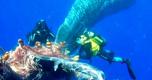 Ein Taucher riskiert sein Leben, um einen 12 Meter langen Wal zu retten, der sich in einem Fischernetz verfangen hat