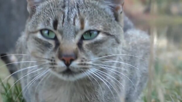 Die Geschichte, wie ein entlaufener Kater nach 13 Jahren auf der Straße wieder mit seiner Besitzerin zusammengeführt wurde