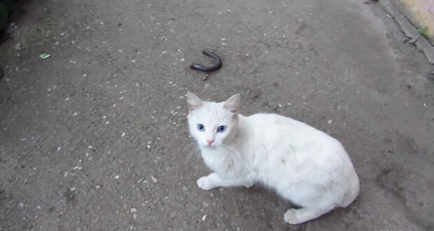 Eine Katze mit Sehproblemen wurde von ihrer Familie verlassen, doch sie gab nicht auf und hofft auf neues Leben