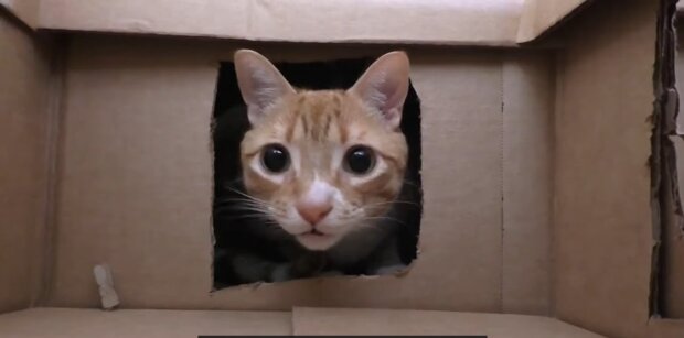 Eine Katze, die sich systematisch in einem Karton versteckte, lernt, ihre Schüchternheit zu überwinden und Menschen zu vertrauen