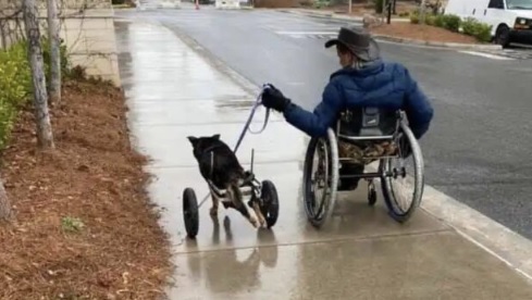 Ein Mann, der nicht mehr laufen kann, hat einen Hund mit demselben Problem aus einem Tierheim übernommen