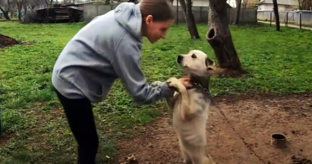 Der Hund hat in dem Spielzeug seinen einzigen Trost gefunden und lässt es keine Minute lang los