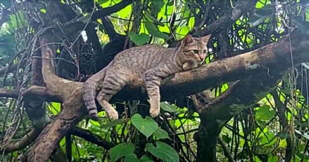 Der netten Frau ist eine Katze auf einem Baum aufgefallen: wie sich herausstellte, suchten ihre Halter sie schon seit zwei Wochen