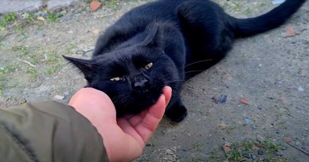 Eine Katze kam zu den Menschen nach Hause, um etwas zu essen, und beschloss, sie zu ihren Kätzchen zu führen