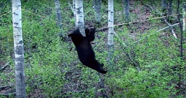 Die Leute bauten ein Vogelhäuschen: ein Bär kam für Leckereien