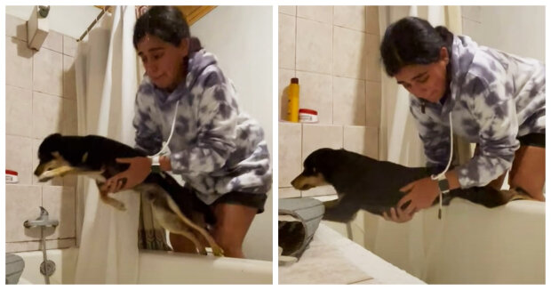 Jedes Mal eine Herausforderung: Hund badet nicht gerne in der Badewanne