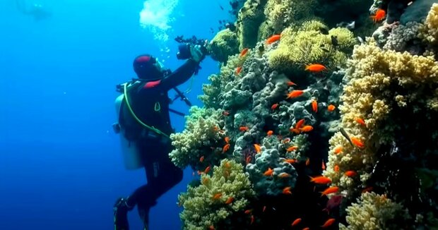 Als Weibchen geboren und zum Männchen geworden: im Indischen Ozean wurde eine neue Fischart entdeckt